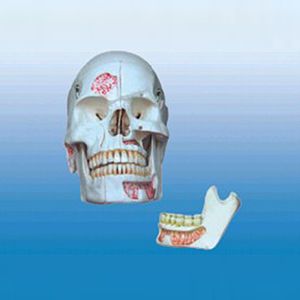 The emulational skull model(10 parts)